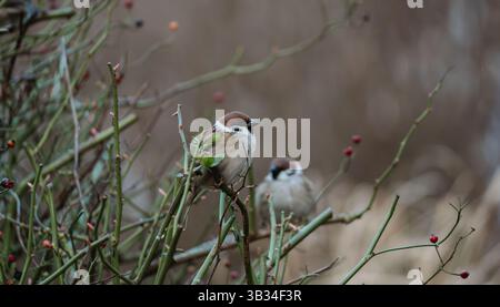 Two Eurasian tree sparrows perched on a shrub with thin, green branches and small red berries.  One sparrow is in sharp focus in the foreground; the s Stock Photo