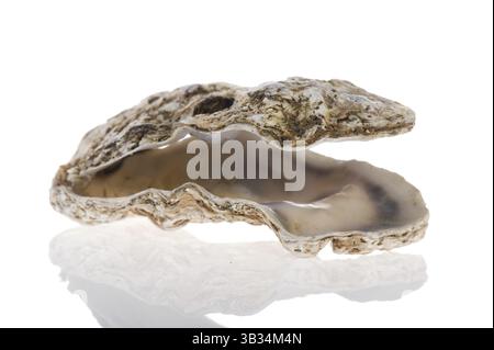 Open oyster from the sea isolated over white background Stock Photo