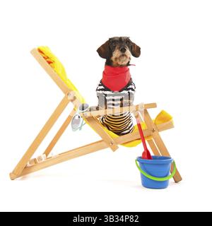Wire haired dachshund in beach chair isolated over white background Stock Photo