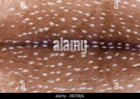 Spotted fur background,of an adult axis deer from Texas Stock Photo