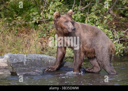 Bear in Alaska coming out of the water from fishing to sit on a rock Stock Photo