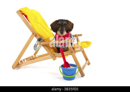 Wire haired dachshund in beach chair isolated over white background Stock Photo
