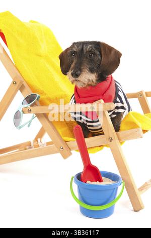 Wire haired dachshund in beach chair isolated over white background Stock Photo