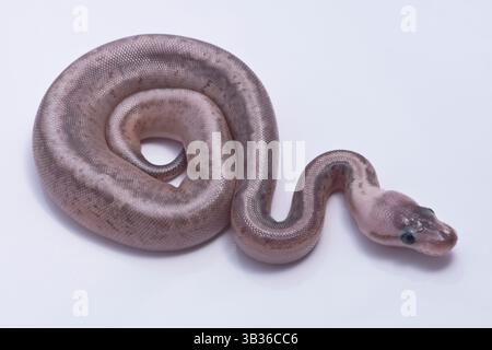 Grey ball python hatchlings on white background Stock Photo