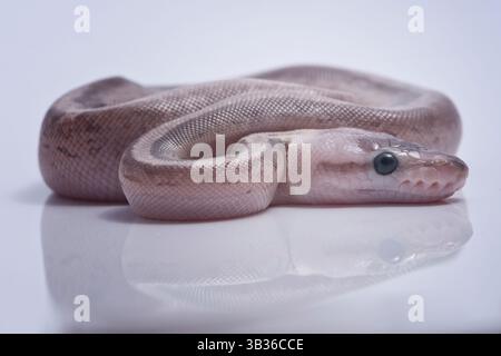 Grey ball python hatchlings on white background Stock Photo