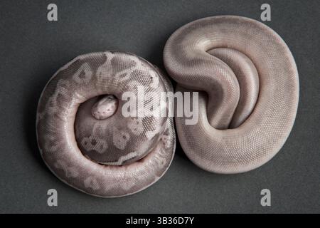 Two ball python hatchlings curled up Stock Photo