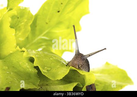 Snail eating in the lettuce Stock Photo