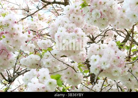 White Prunus Shogetsu, also known as the Blushing Bride flowering cherry tree, in flower. Stock Photo