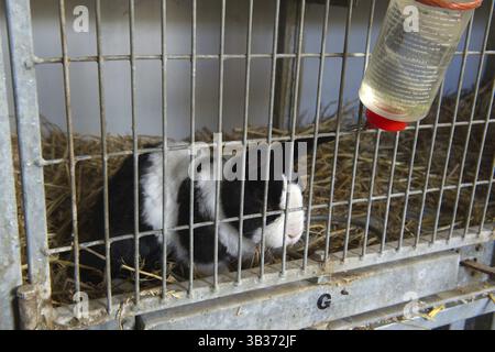 Pathetic black and white rabbit in cage Stock Photo