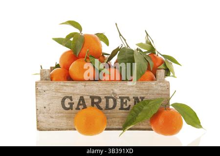 Tangerines with leafs in garden crate isolated over white background Stock Photo