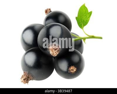 Bunch of black currants isolated on white baclground Stock Photo