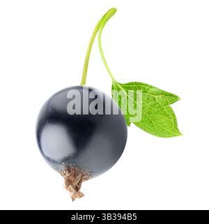 One black currant berry on a stem isolated on white Stock Photo
