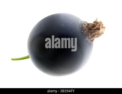 One berry of black currants isolated on white background Stock Photo