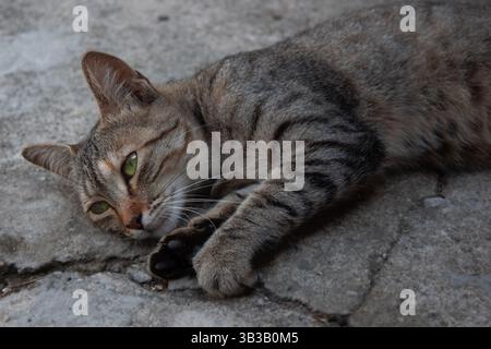Domestic cat relaxing on concrete surface Stock Photo