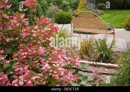 Pink Hydrangea paniculata ‘Quick Fire’ and light brown metal lattice garden sitting bench in backyard garden in autumn. Stock Photo