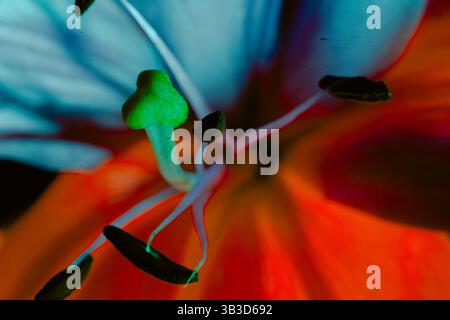 Single macro of oriental lily colorfully shot petal turning blue & red to give an ethereal effect, screaming look at me, my beauty Stock Photo
