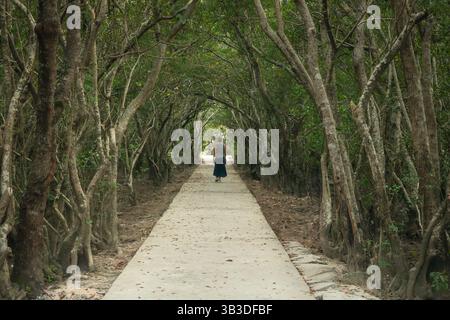 Solo female traveler walk down the beautiful path among mangrove trees in Rung Ru Cha mangrove forest in central Vietnam Stock Photo