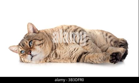 bengal cat in front of white background Stock Photo