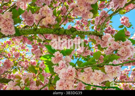 Japanese cherry tree (Prunus serrulata) with beautiful pink flowers and blue sky as background. Stock Photo