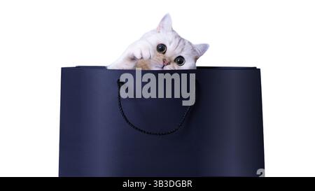 Curious cat peeking out from dark shopping bag on white background Stock Photo