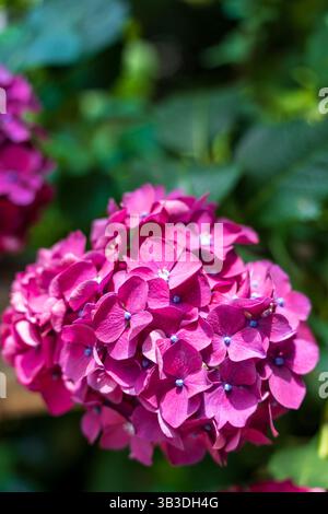 Closeup macro shot of a bright pink Mophead Hydrangea (Ajisai, Hydrangea macrophylla, also known as Hydrangea), highlighting its beautiful spherical b Stock Photo
