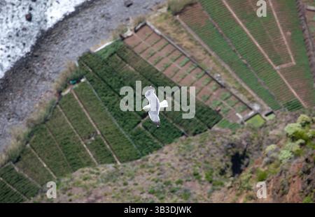 Bird over garden at beach seen from cliff in Madeira Stock Photo