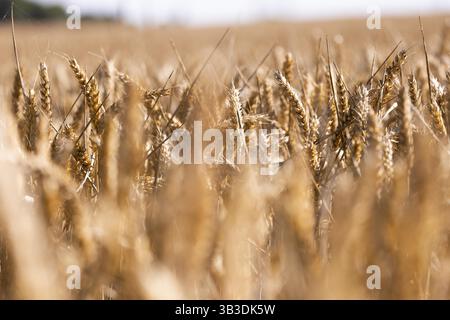 Wheat ears in the field in sunny weather and warm tones, Coxhill, Shepherdswell, Dover, Kent, United Kingdom, Europe Stock Photo
