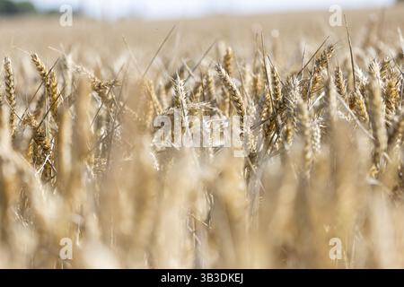 Wheat ears glowing in the sunlight in a field, Coxhill, Shepherdswell, Dover, Kent, Great Britain Stock Photo