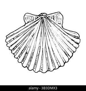 Clam shell, sea and river scallop, black and white ink sketch. Vector illustration. Seashell, fan-shaped, striped, underwater ocean world, isolated on Stock Vector