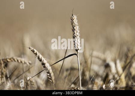 Close-up of an ear of wheat in sunlight with a blurred cornfield in the background, Coxhill, Shepherdswell, Dover, Kent, Great Britain Stock Photo