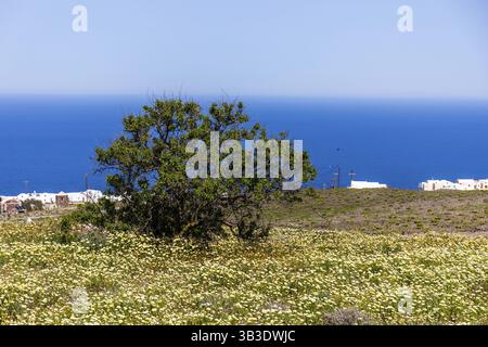 Flowering field with Glebionis coronaria, olive tree, white houses on the coast, Santorini Island (Thira), Cyclades, Greek Islands, Greece, Europe Stock Photo