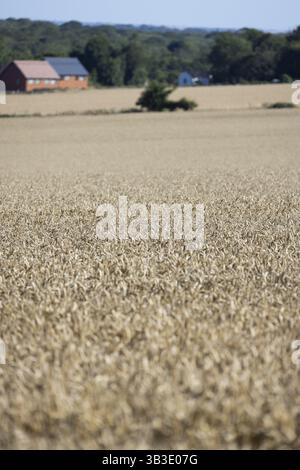 Close-up of an ear of wheat in sunlight with a blurred cornfield in the background, Coxhill, Shepherdswell, Dover, Kent, Great Britain Stock Photo
