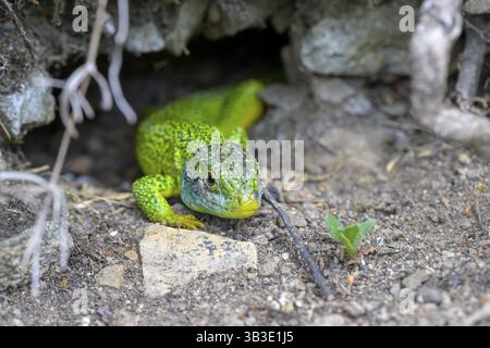 Western green lizard (Lacerta bilineata) looking out from its hiding place on the ground, small plants and stones in the foreground, Vogtsburg am Kais Stock Photo