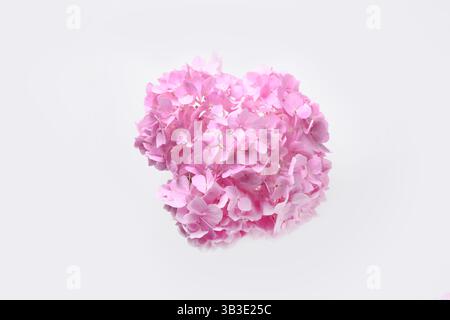 Pink hydrangea flowers on isolated white background. Creative minimal greeting card. View from above. Stock Photo