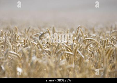 A vast wheat field with golden ears in soft light with blur in the foreground and background, Coxhill, Shepherdswell, Dover, Kent, United Kingdom, Eur Stock Photo