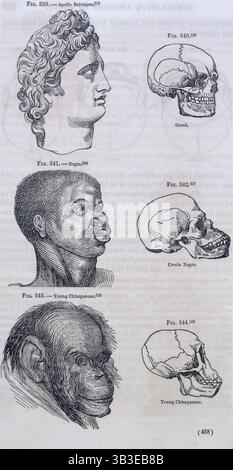 Three faces compared with skulls, 1854. 'Fig. 339. - Apollo Belvidere; Fig. 340. Greek; Fig. 341. - N*gro; Fig. 342. Creole N*gro; Fig. 343. - Young Chimpanzee'. Victorian diagram illustrating the hierarchy of development whereby it was believed that Europeans were more 'advanced' than Africans. The head at the top has been copied from a Greek sculpture of Apollo Belvedere. Stock Photo