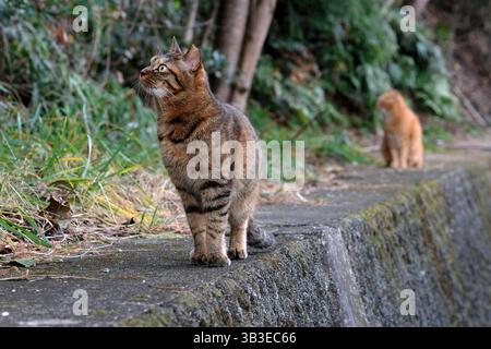 Two cats walking on a wall looking up Stock Photo