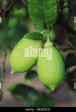 Close-up shows two unripe green lemons hanging from a tree branch, surrounded by green leaves. Fresh and healthy citrus fruit still life. Stock Photo