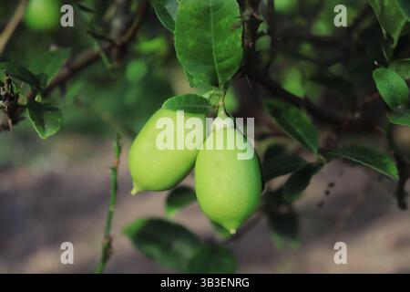 Focus on two green lemons still growing on a branch with green leaves, captured in natural sunlight, showing organic fruit development. Stock Photo