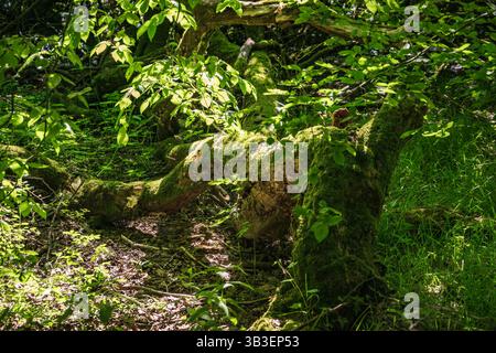 Mossy tree stump in forest;  Old decayed stump covered with moss, lit by sun in a green forest. Stock Photo