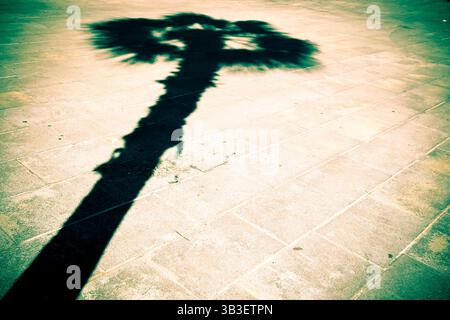 The shadow of a palm tree on the pavement of a street. Stock Photo