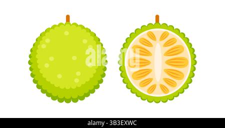 Whole and halved breadfruit showing its internal structure Stock Vector