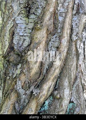 Textured bark of an old cherry tree with ingrown young trunks. Impressive natural motif full of history. Stock Photo