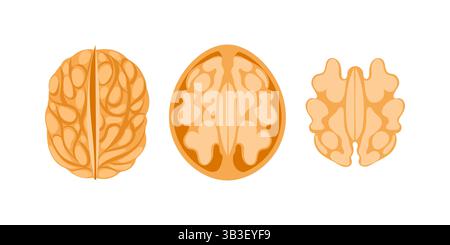 Walnut Kernel Showing Three Different Viewpoints on White Background Stock Vector