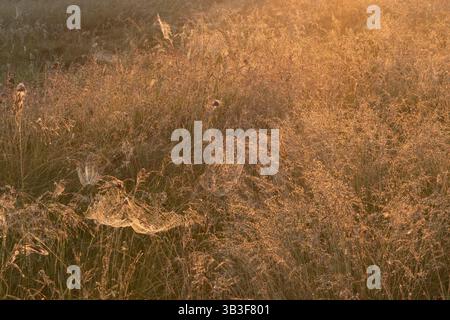 Lots of cobwebs on the grass. Sunrise in summer Stock Photo