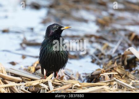 A starling stands on dry reeds on the river bank Stock Photo