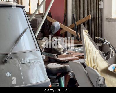 Turin, italy 2 april 2025: grey and white cat lying on a piece of furniture in a garage full of spare parts, including a motorcycle and a piaggio ape Stock Photo