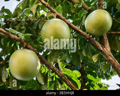 Calabash Fruits or Crescentia cujete Hanging on Tree Branches Stock Photo