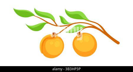 Branch with ripe apricots growing on tree Stock Vector