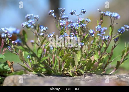 Close-up of wild Forget-Me-Not flowers (Myosotis) blooming in spring, growing naturally between stones in a UK garden or countryside setting Stock Photo